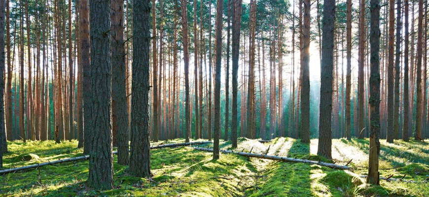Rokiškyje keičiasi Valstybinės miškų tarnybos miškų kontrolės skyriaus interesantų priėmimo laikas
