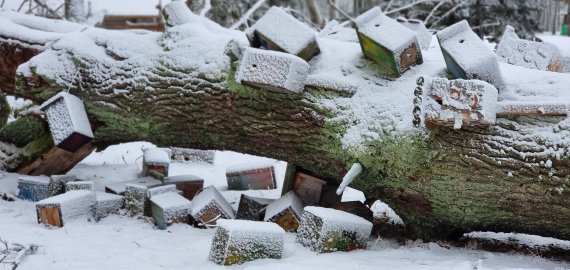 Rokiškio dvaro parke - netektis: stiprus vėjas išvertė inkilėliais nukabinėtą ąžuolą (foto + video)