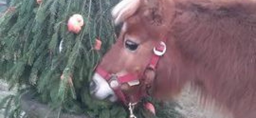 Eglutės – ne tik išmetimui, bet ir desertas žirgams