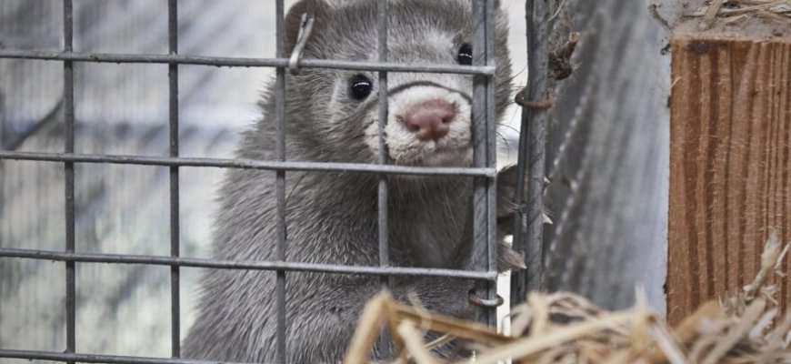 Lietuvoje audinių rezultatai dėl Covid-19 – neigiami