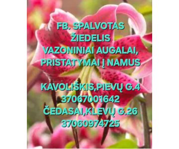 Vazoninės gėlės