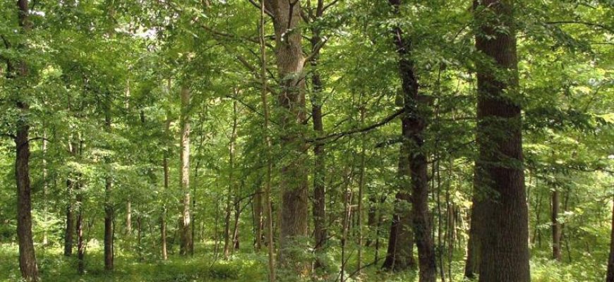 Miškų savininkų apklausos dalyviams - galimybė laimėti žurnalo prenumeratą