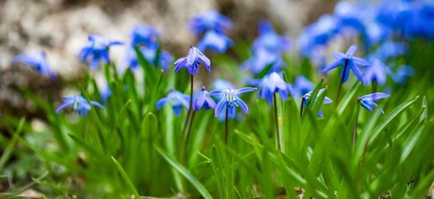 Sinoptikė: naktimis dar kandžiosis šalnos, tačiau dienos šiltės