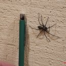 Nepanikuokite – tai tik kampavoris: pažintis su didžiuoju namų gyventoju (video+foto)