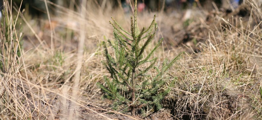 Netinkamai atsisveikinus su kalėdine eglute – baudos