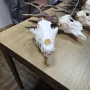 Medžioklės sezonas artėja į pabaigą – Rokiškio rajone iki kovo 8 d. sumedžioti 8 vilkai