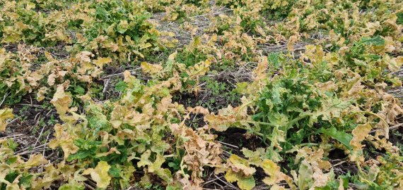 Nuo šalnos nukentėjusiems Rokiškio žemdirbiams draudimo išmokos sieks ketvirtį milijono eurų   