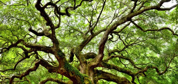 Rajone virto medžiai