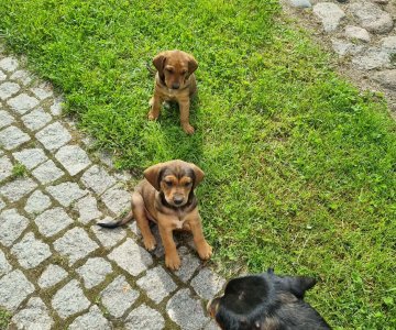 Dovanojami medžiokliniai skalikai
