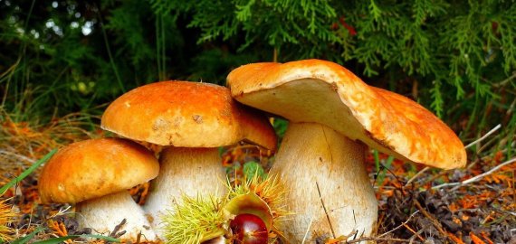 Kviečiame į grybų šventę!