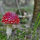 Grybų sezonas įsibėgėja: ką svarbu žinoti prieš einant į mišką