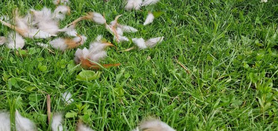 Birutės ir Virginijaus Dapkų ūkyje lapės išsinešė net 36 vištas (foto)