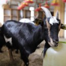Kai vaikai trokšta nuotykių, o tėvai – ramybės: Ilzenbergo dvare vasaros diena susidėlioja pati