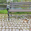 Pasigenda rūpesčio ir priežiūros Tyzenhauzų alėja