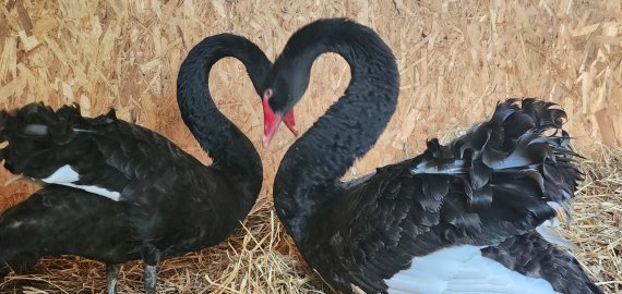 Juodosios gulbės „išskrido“ į laikinuosius namus (foto)