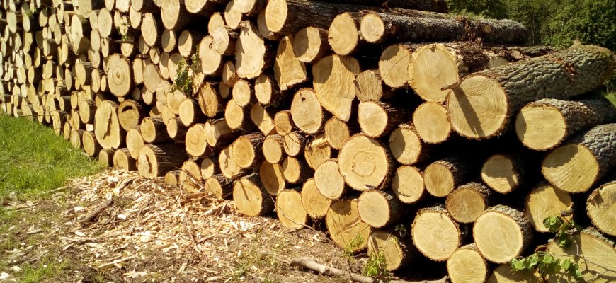 Pardavusieji medieną ar nenukirstą mišką mokestį turi sumokėti iki liepos 15-osios