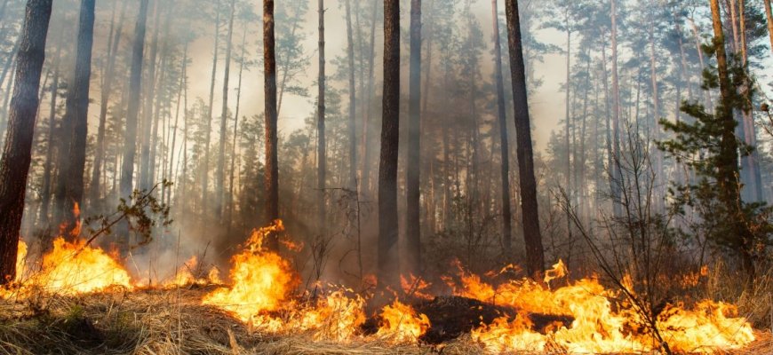 Lietuvoje penktadienį kilo keli dideli miško gaisrai