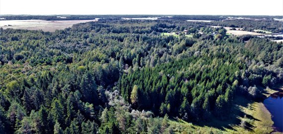 Miškų gaisringumas šalyje siekia aukščiausią lygį – miškininkai prašo poilsiauti atsakingai