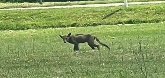 Po Rokiškį klaidžioja neaiškus gyvūnas (foto)