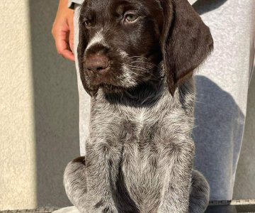 Dratharų veislės šuniukai