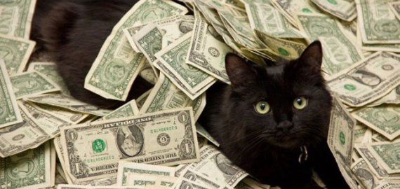 Pirkinių draudimas: ar galima apdrausti katę ir kas moka už pavogtą daiktą?