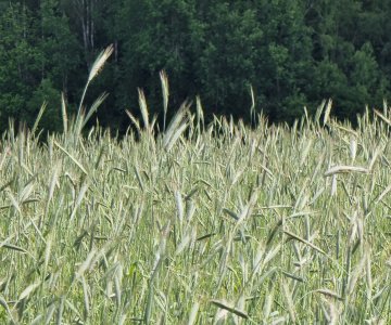 Išsinuomočiau žemės ūkio paskirties sklypus