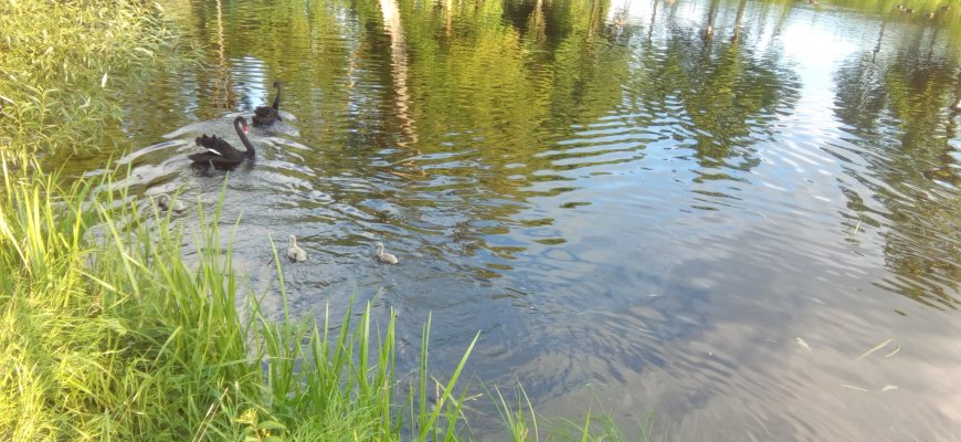 Juodosios gulbės neteko dviejų mažylių. Įtariamas skriaudėjas – gulbinas