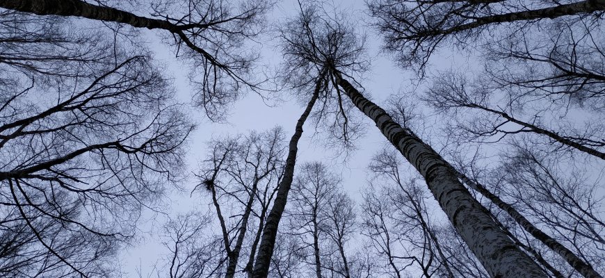 Klimato kaita keičia Lietuvos mišką: žiemą dygsta grybai, bunda barsukai, atklysta šakalai