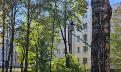 Rokiškėną sudomino, kur nukeliauja atkuriamosios lėšos už nupjautus medžius