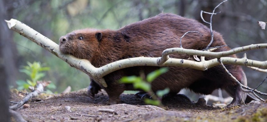 Renkamos paraiškos bebraviečių ardymui