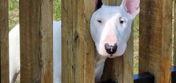 6 patarimai popandeminiam laikotarpiui: kaip augintinį išmokyti be streso likti namuose