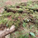 Kedena istorijos klodus – dar kartą atstatytas Obelių šile esantis partizanų bunkeris (foto)