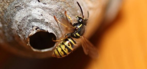 Širšės puola, arba siuprizas rekuperacinėje sistemoje