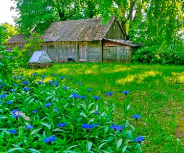Vienkiemis netoli Pandėlio