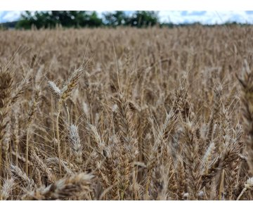 Žemė Obelių seniūnijoje