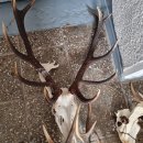 Rajono medžiotojai suskaičiavo raguotuosius trofėjus: Pandėlio girioje sumedžiotas unikalus gamtos reiškinys (foto)