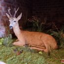 Rokiškio kraštas ir muziejus praturtėjo įspūdinga medžioklės trofėjų kolekcija – ją dovanojo J. ir S. Smalinskai (foto)