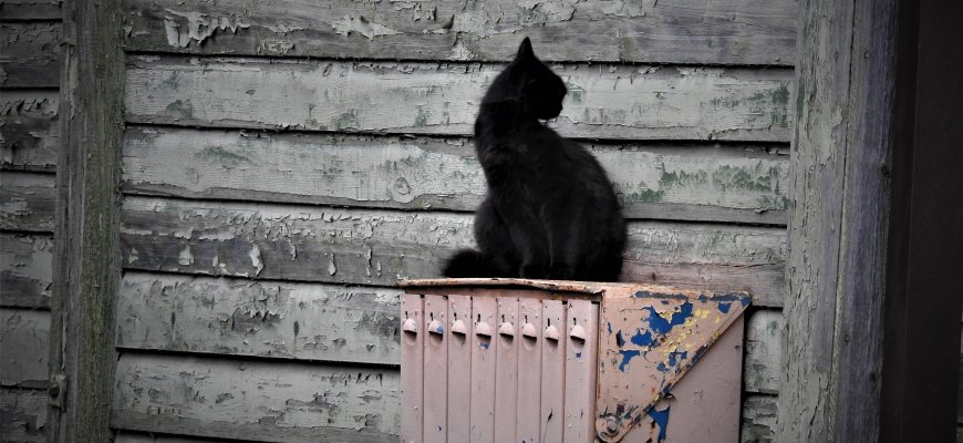 Parlamentarai siūlo griežtinti gyvūnų veisimo taisykles, bausmes už žiaurų elgesį