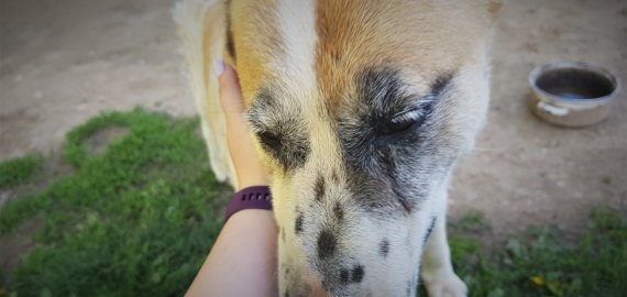 Šuo įkrito į šulinį