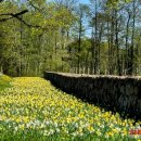 Užburiantis vaizdas: pražydęs Ilzenbergo dvaro parkas nepaliks abejingų