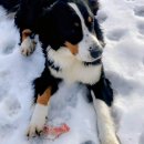 Prašo pagalbos: dingo šuo