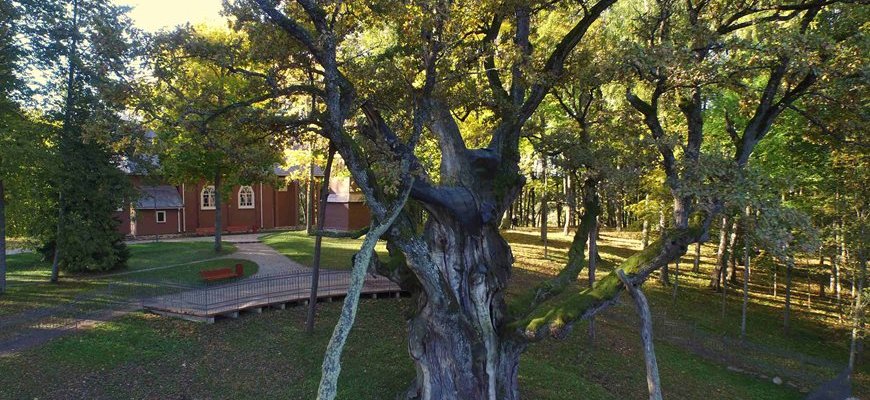 Žemės ūkio ministerija dovanos Lietuvai Stelmužės ąžuolo palikuonis
