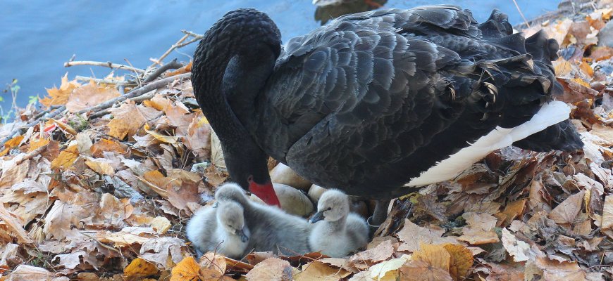 Gulbių šeima sulaukė pagausėjimo - išsirito jau 5 jaunikliai! (video) (papildyta)