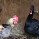 Nugaišo viena iš muziejaus puošmenų – juodasis gulbinas Atilas