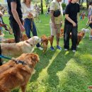 Ilzenbergo dvaro tradicija – šunų festivalis: šį kartą nustebino aklo šuns pasirodymas (foto)