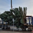 Miesto aikštę pasiekė Kalėdų simbolis (foto)