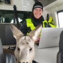 Rokiškio pareigūnai ištiesė pagalbos ranką kelyje rastam stirniukui