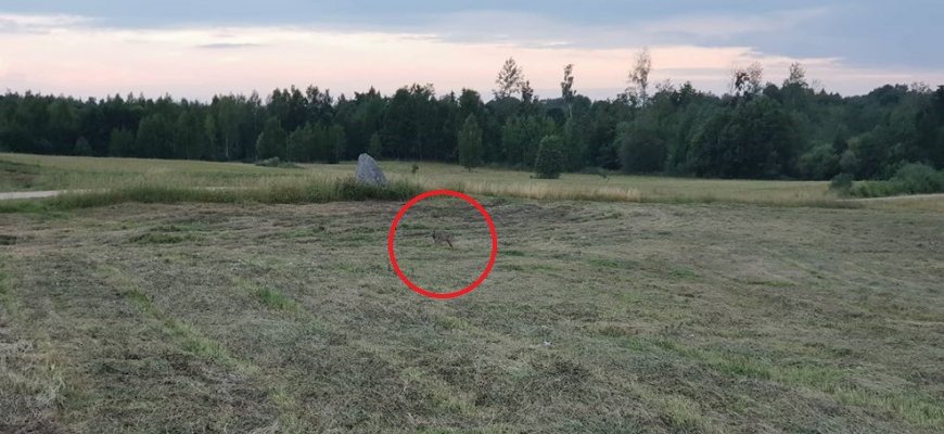 Rokiškio miškuose vilkams neramu: paskirstyta likusi leidžiamų sumedžioti vilkų limito dalis