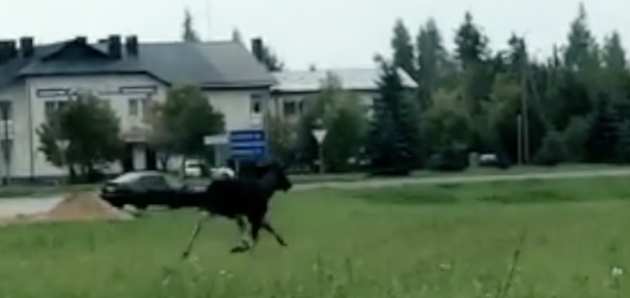 Rokiškyje blaškėsi briedis (video)