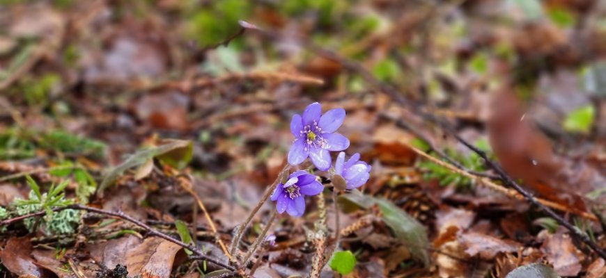 Sinoptikas: artimiausiomis dienomis oras šils iki 16 laipsnių, vietomis trumpai palis